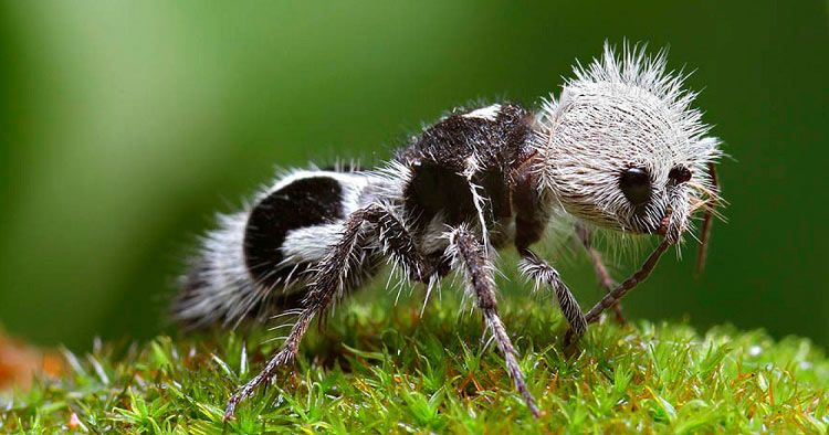 panda ant