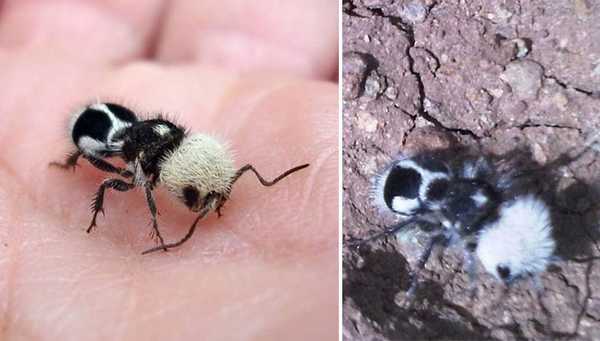 panda ant