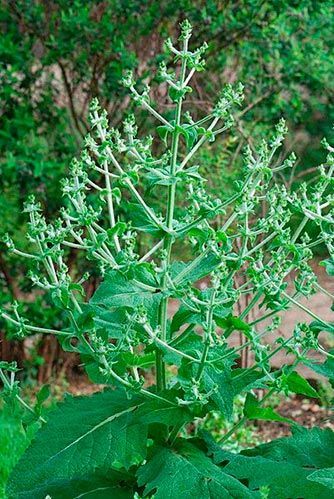 salvia hispanica