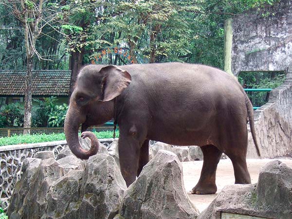 elefante sumatra