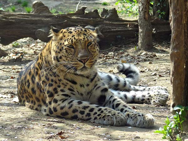 leopardo amur