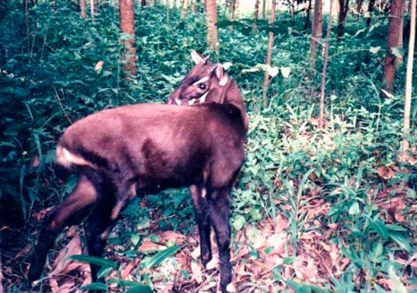 saola