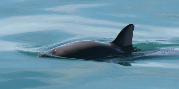 vaquita china