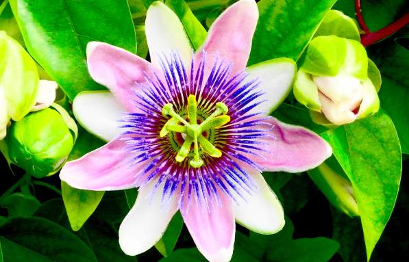 passiflora 2