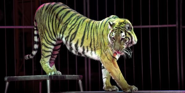 Animais de circo