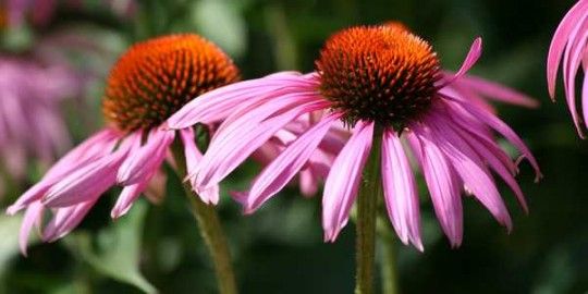 echinacea