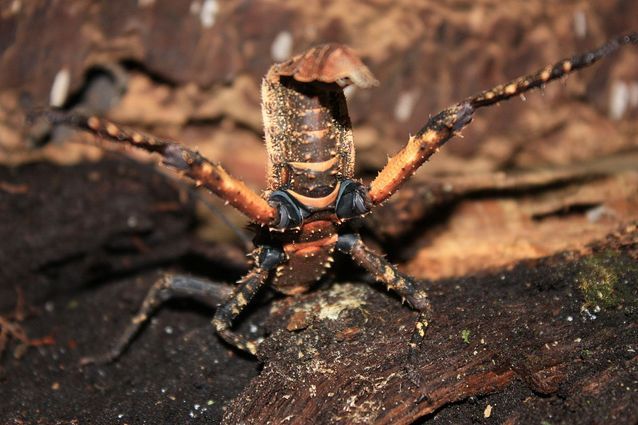 giant stick insects