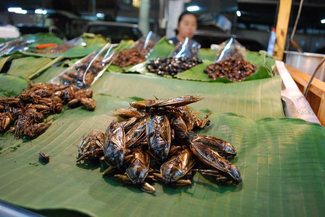 giant water bug