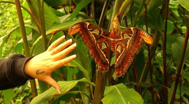 mariposa atlas