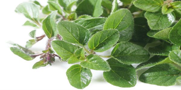 oregano