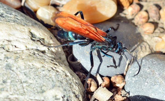 tarantula hawk