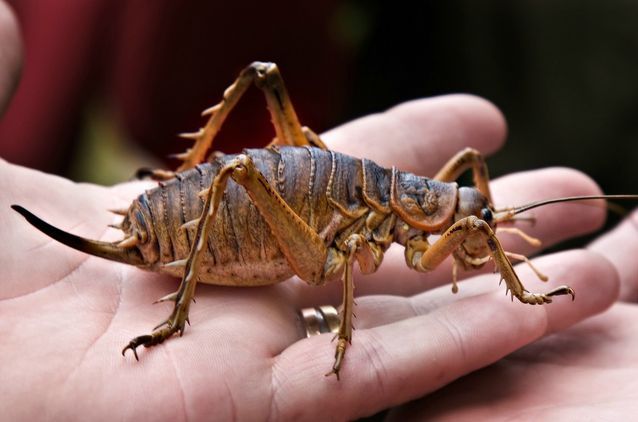 weta gigante