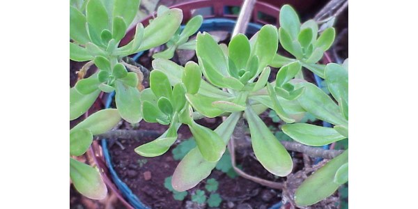 balsamo
