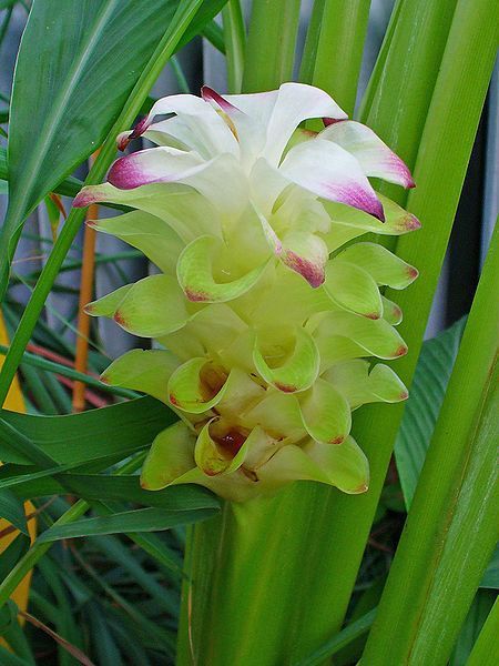 curcuma