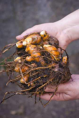 Como plantar cúrcuma, o açafrão-da-terra - greenMe