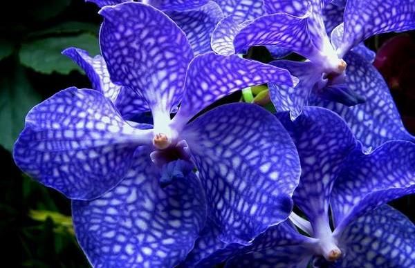 Orquídeas - 14 das mais belas variedades - greenMe