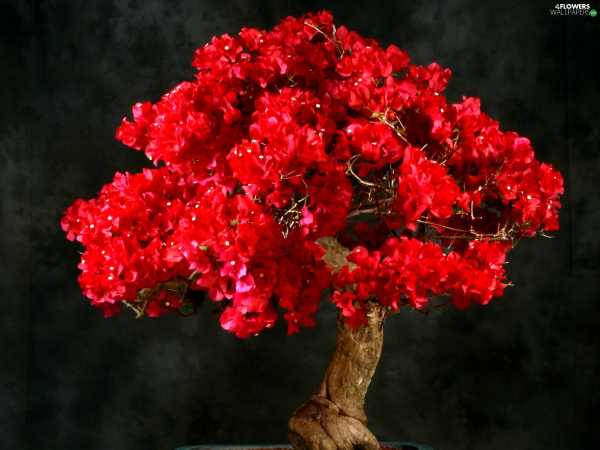 bonsai bougainvillea