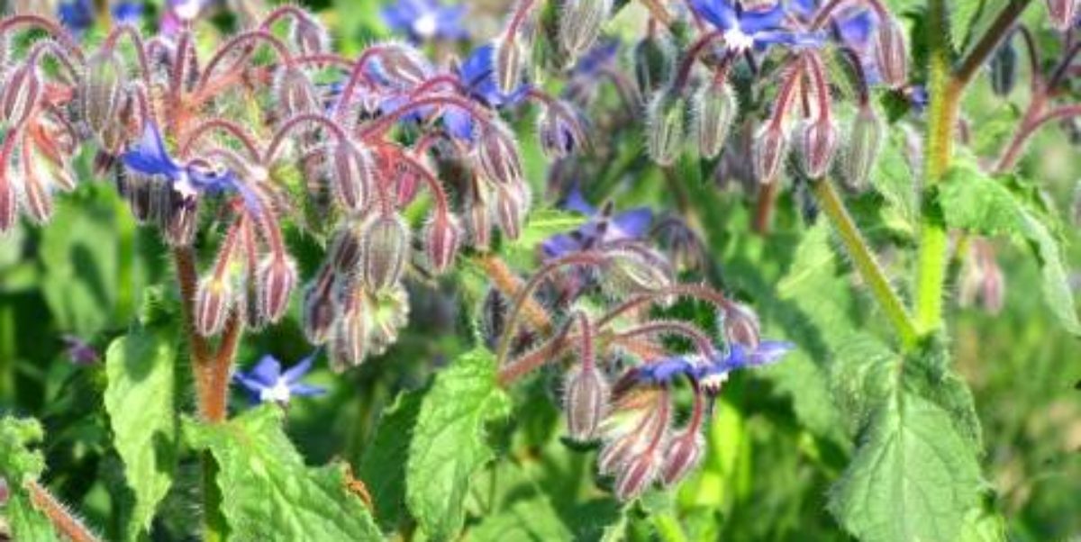 flores usadas para suplementos de próstata