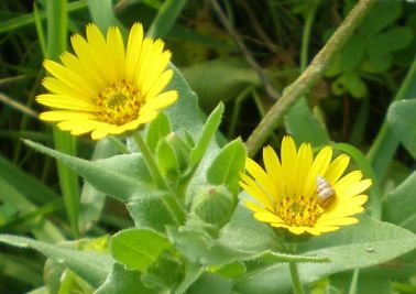 calendula arvensis