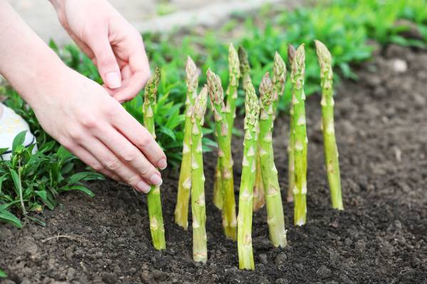 como plantar aspargos