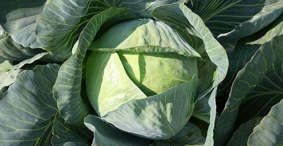 couve-vegetal-mais nutritivos