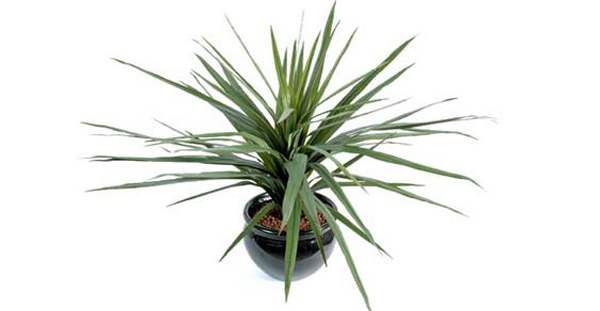 dracena