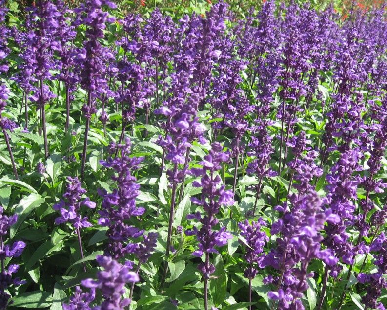 salvia officinalis