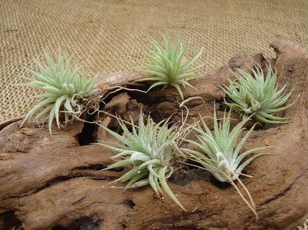 tillandsia