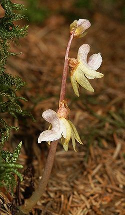 epipogium aphyllum