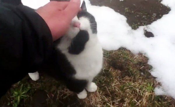 gato guia montanha carinho