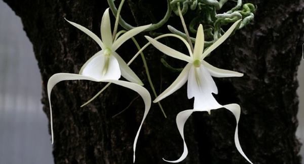 orquídea fantasma