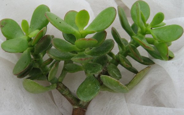 bálsamo crassula argentea