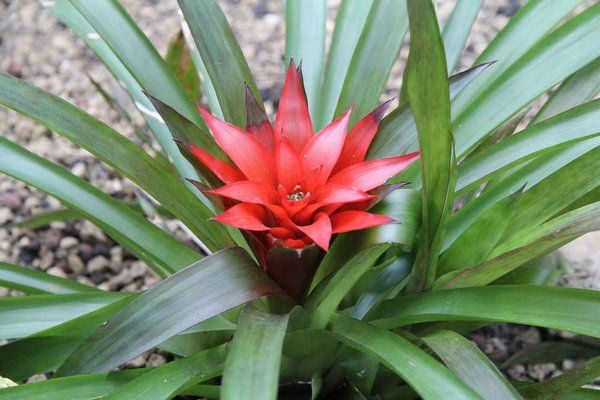 bromélia guzmania lingulata