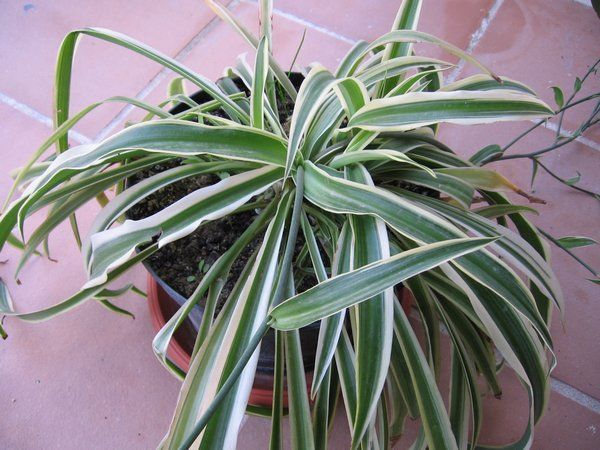 clorofito chlorophytum comosum