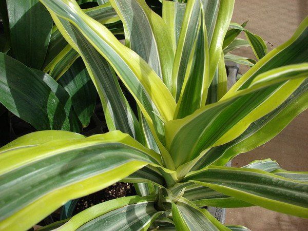 dracena fragrans