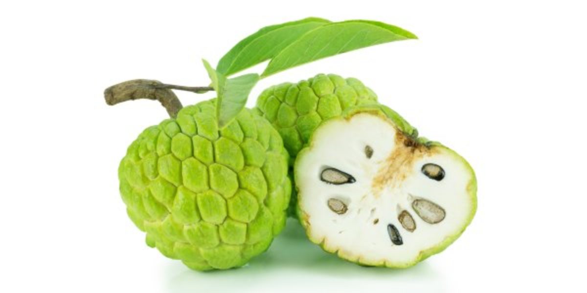 folha de fruta do conde para que serve