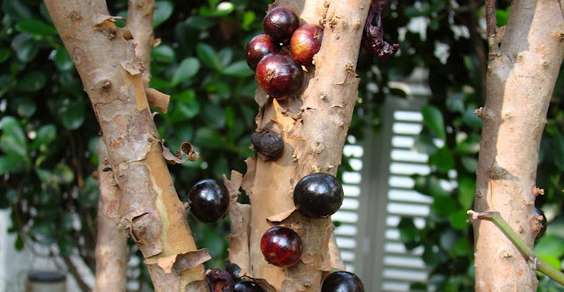 jabuticaba