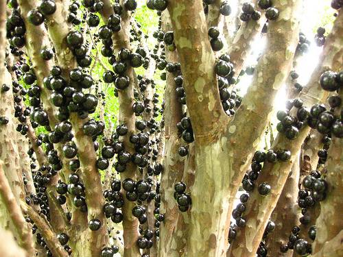 jabuticaba 1