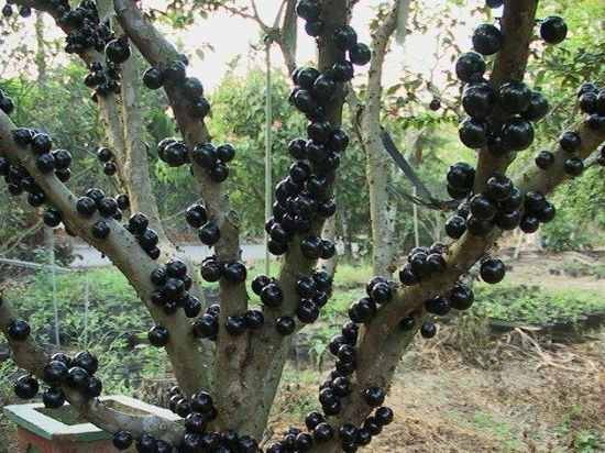 jabuticaba 2