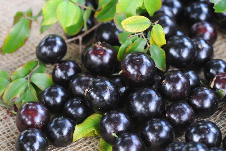 jabuticaba 3