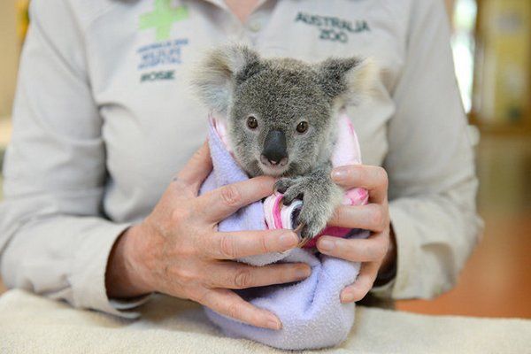 koala pelucia 2