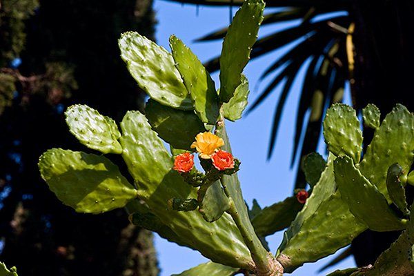 palma opuntia consolea falcata