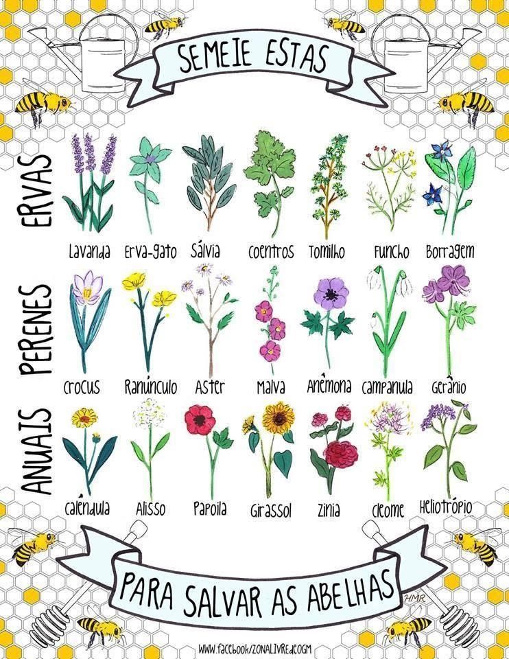 plantas abelhas