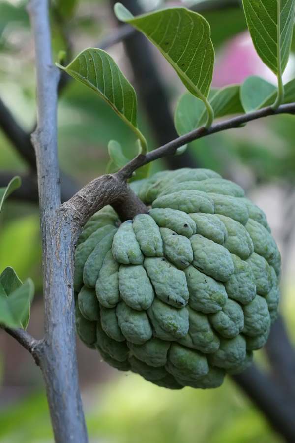 sugar_apple_on_tree.jpg