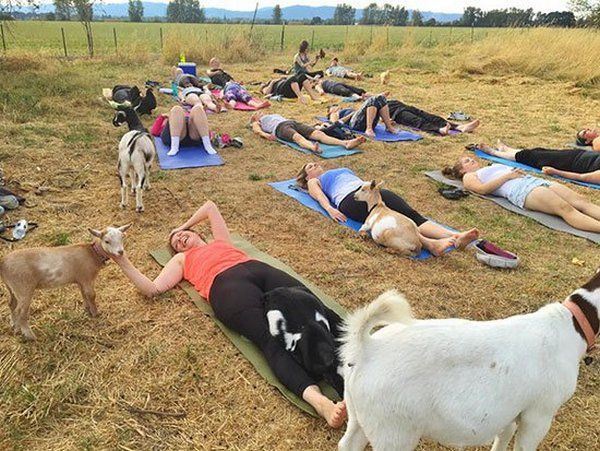 yoga cabras 2