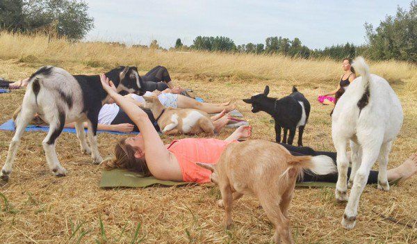 yoga cabras 3