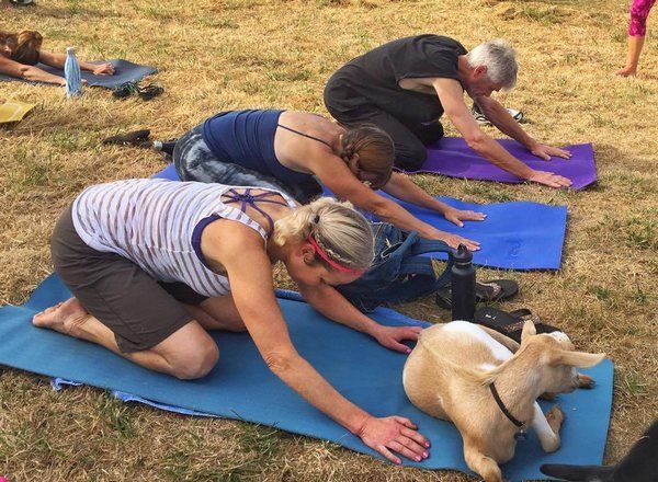 yoga cabras 4