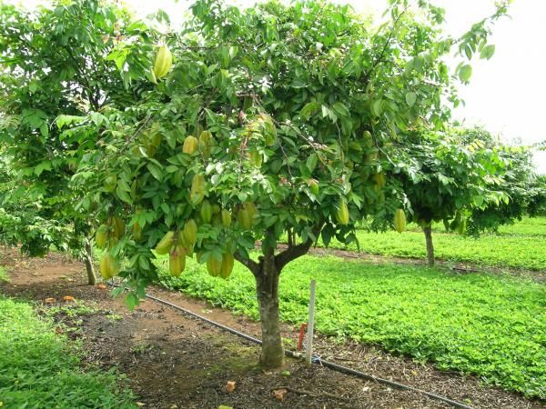 arvore carambola