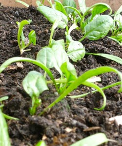 cultivo espinafre