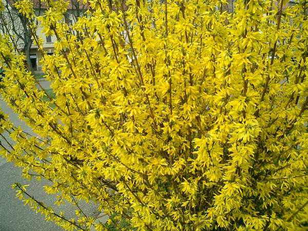 forsythia